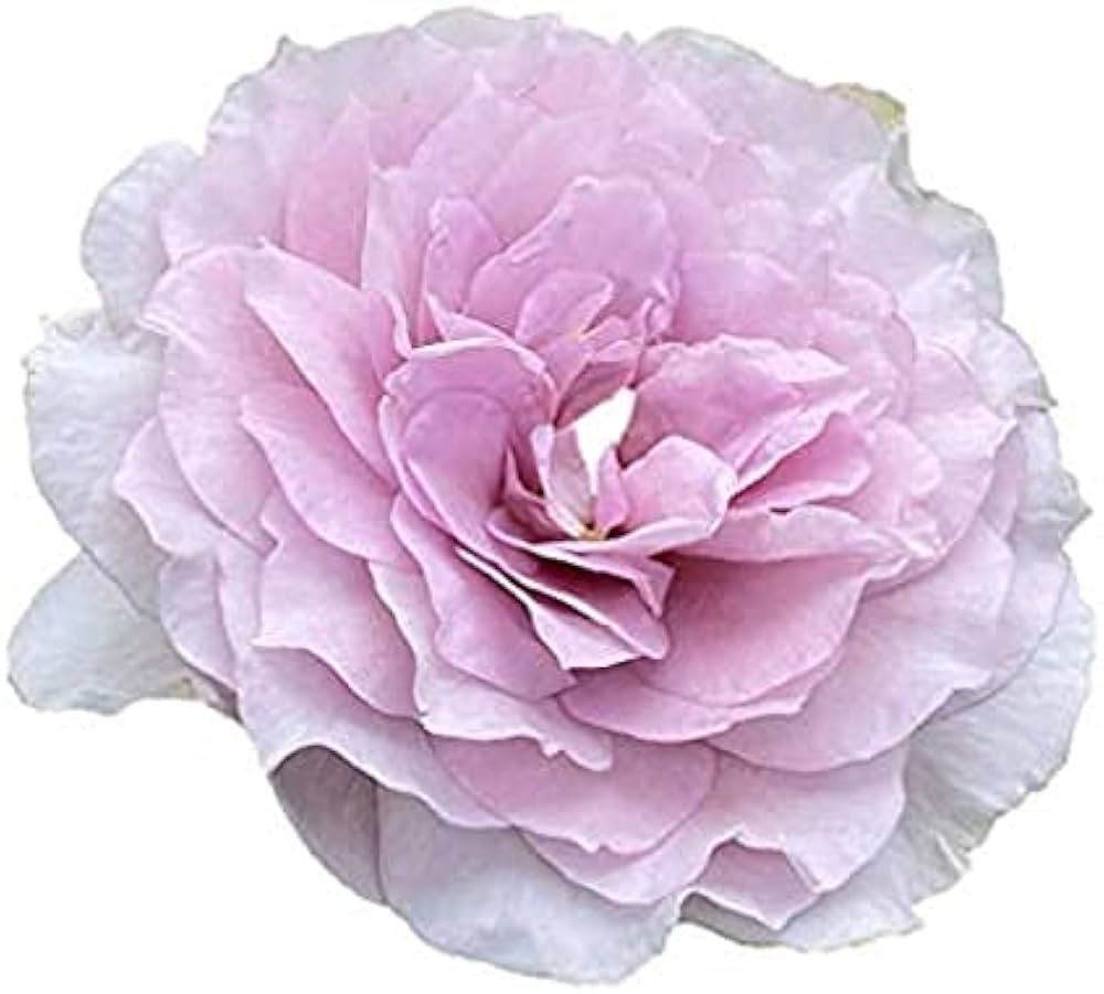 Amazon.co.jp: Rei no Kaze Rose Seedlings, Rei Kaze, New Japanese