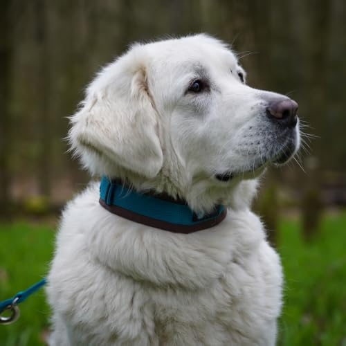 Anny X Steckhalsband Fun Braun- Bernstein | Gepolstertes Hundehalsband | Größe 6 (47- 53 cm)-2
