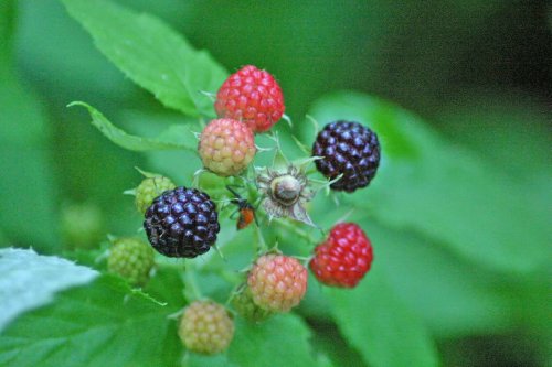 50 Black Raspberry Rubus Fruit Bush Vine Seeds