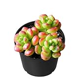 Sprout N Green Sedum lucidum Obesum, Live Succulent Fully Rooted in 2 inch Starter Pot, House Plant for Indoor Outdoor Home Office Wedding Decoration Party Favor