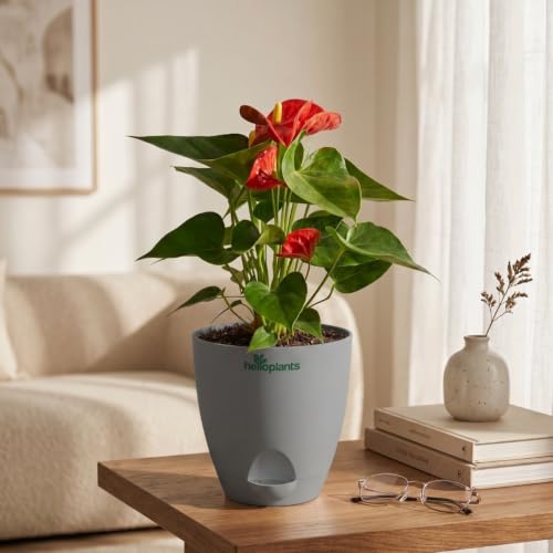 Image of Anthurium Flamingo Flower Red Anthurium Live Indoor Plant Exotic Statement Blooms for Home Decor in a 4-Inch Self-Watering Matte Grey Pot