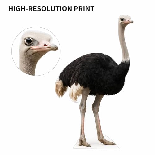 Image of Ostrich 3FT Life Size Cardboard Cutout - A Fun Animal Standup for Photo Booths, Birthday Parties, and Events