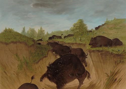 Affiche ours grizzly George Catlin impression sur toile 60x90cm pour salon