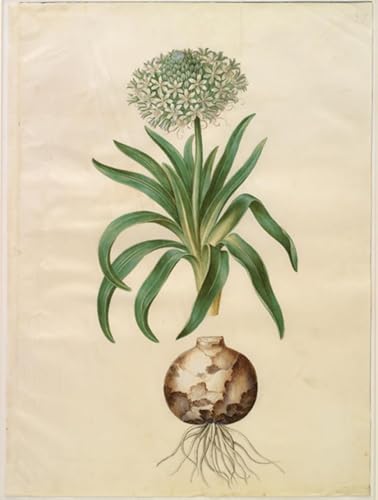 Tableau Toile Scille péruvienne Holtzbecker prestige 60x90cm