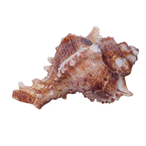 WINOMO 2Pcs Concha Aquário Ornamento Concha Em Miniatura Acessório Grande Concha Decorativa para Cas