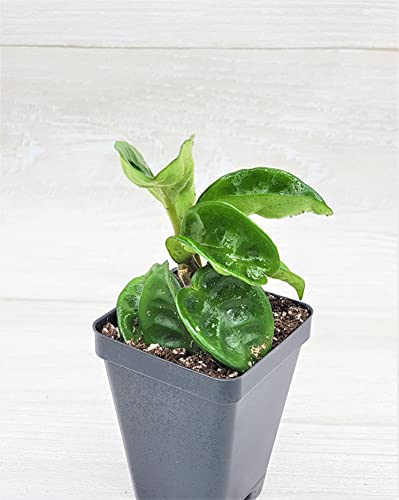 Long Hoya Krinkle8 Live Plant,Hoya Carnosa Krinkle 8, Hoya Krinkle Plant, 3 Inch Pot, Limited Quantity By 3Exoticgreen #TOP6