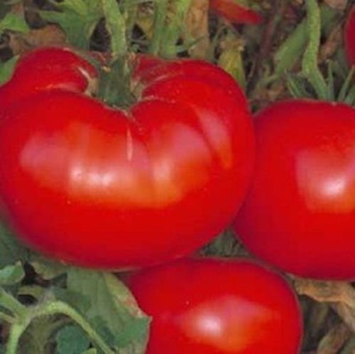 Las semillas de Tomate 500 delicioso del Tomate récord Mundial