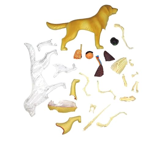 Modèle de squelette canin 4D détachable pour clinique et enseignement - 2