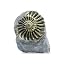 Brass Ammonite Negative