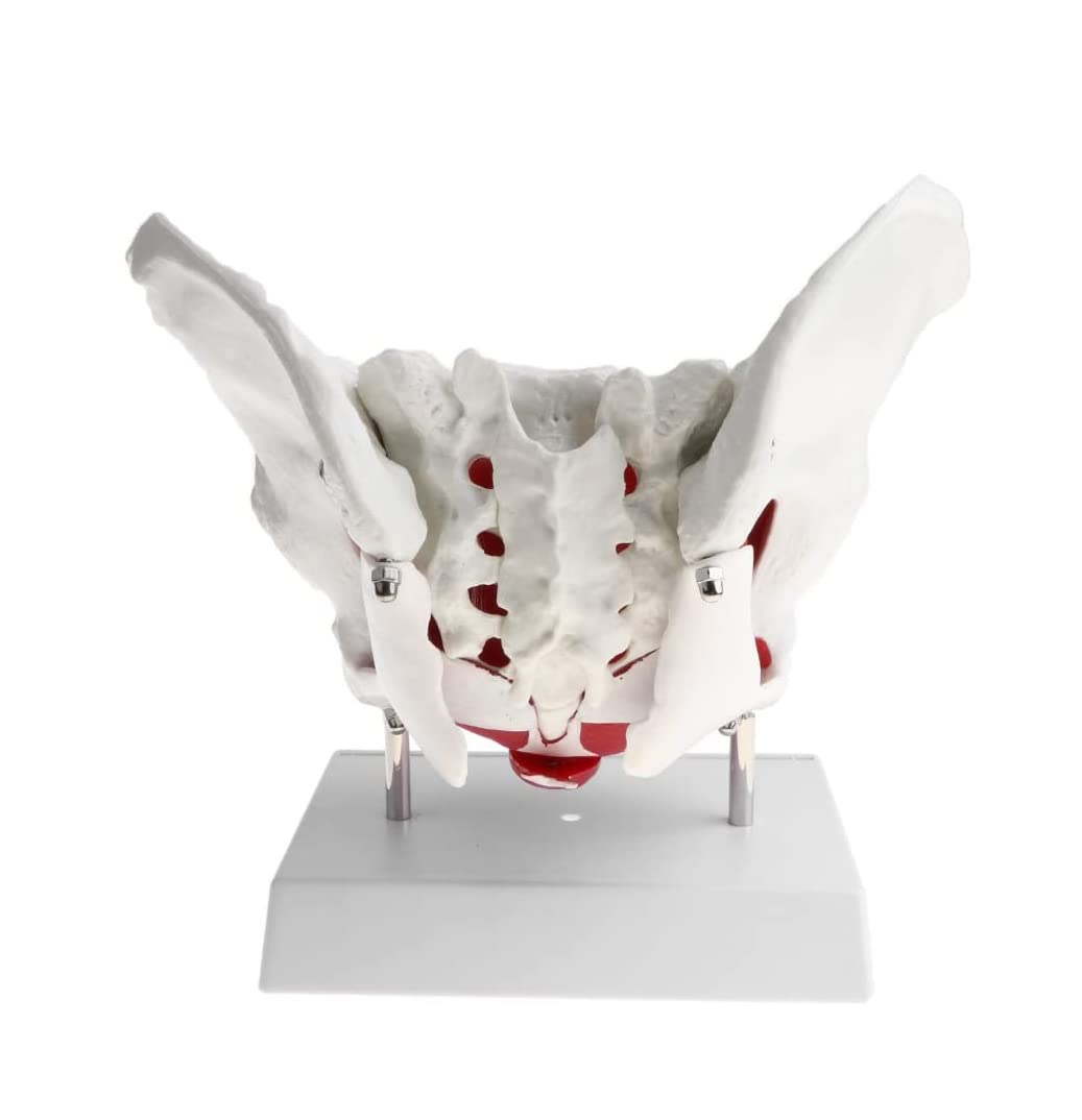Modele szkieletu, Model edukacyjny, Model mięśni dna miednicy żeńskiej, Wyjmowane organy, Model anatomiczny, Materiały laboratoryjne, Model dna miednicy żeńskiej, Medyczny,