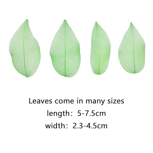 HAOBIN 50 Pieces Natural Skeleton Leaves Dry Skeletal Leaves Natural Dried Leaves Mixed Dried Leaves Used for DIY Scrapbook Craft Card Making (Green) - Image 2