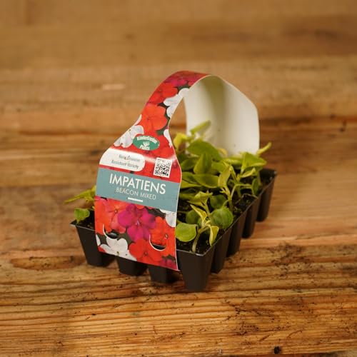 Plug Plants Impatiens Busy Lizzie Beacon Mix - 20 Plants Per Tray - Ready to Grow On Bedding Plugs - Summer Flowering Ideal for Containers, Patio Pots and Beds or Borders - 1 Pack