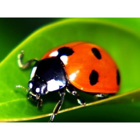 9,000 Live Ladybugs - Good Bugs - Guaranteed Live Delivery! Cover