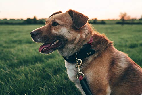 Embark Pets Country Dog Rope Collar - Braided Cotton And Rolled Leather Dog Collar For Medium Dogs - Durable Dog Collars For Medium Dogs And Strong Build For Training, Walking, Running (Medium, Red) #TOP3