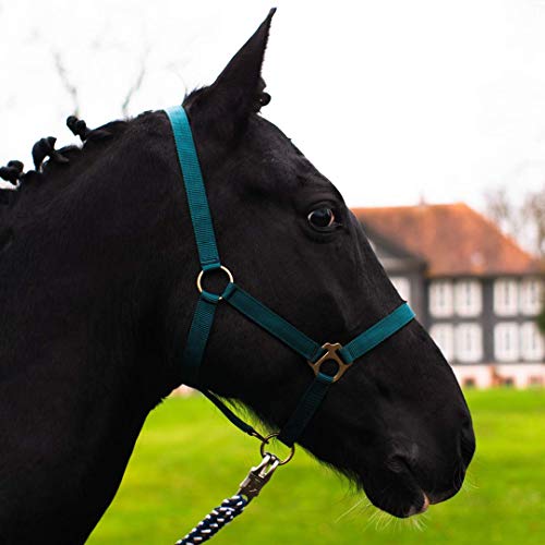 Cavezza per cavallo, sangue caldo, purosangue, sangue freddo – cavezza per stalla, cavezza per pascolo, 2 regolazioni su sottogola e nuca – sicura e antistrappo (verde abete, sangue caldo, Full)