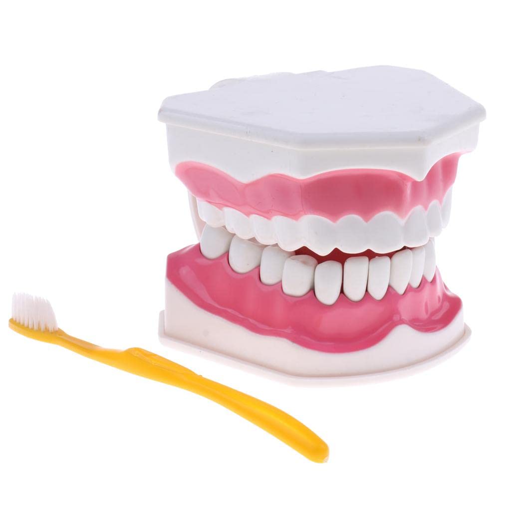 Modelo Humano 2X Y Dientes Desmontables Maqueta de Higiene Oral Y Técnica de Cepillado PVC Adecuado para Clínicas, Dientes Fijos