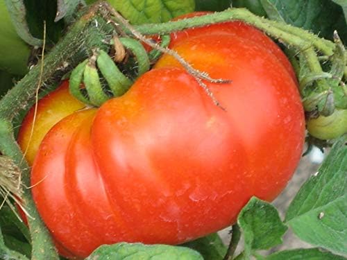 PREMIER SEEDS DIRECT Italian Tomato - COSTOLUTO FIORENTINO - 50 Seeds