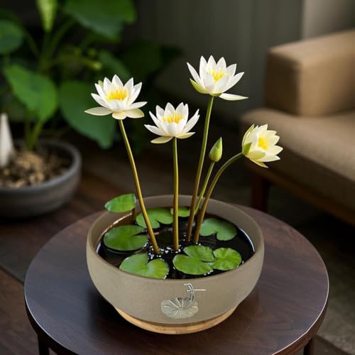 50% Off MUZHI Ceramic Hydroponic Lotus Planter Pot with Bamboo Tray - Image 4