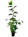 Seedeo® Schwarzer Maulbeerbaum (Morus nigra) ca. 30 cm - 40 cm