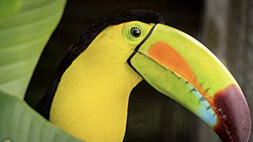 Discover terrific toucans live from a Costa Rica rescue ranch