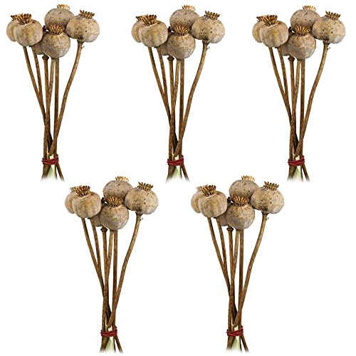 matches21 Lot de 5 têtes de pavot détoxifiées fleurs séchées - Décoration naturelle - Fleurs séchées - Pour l'automne