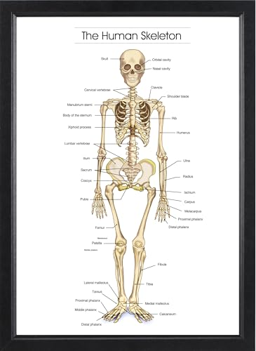 Tableau squelette humain A4 cadre noir 31x23 cm pour cabinet médical