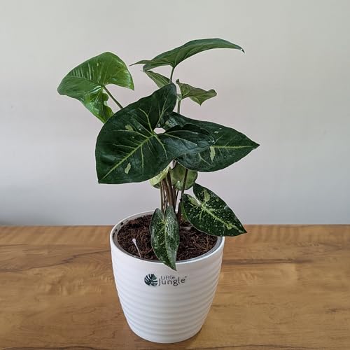 Image of LittleJungle Syngonium (Panda Galaxy Hybrid) - Live Plant with 5.5 Inches White Decor Pot | Indoor Plants For Home | Office Desk | Air Purifying Plant | Live Plant With Pot For Home Decor |