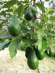 See full amazon price history chart for Avocado plant live tree grafted || live grafted plant for avocado tree || pack of 1 Avocado plant live tree grafted || live grafted plant for avocado tree || pack of 1 (B0CTS2G3PB) Amazon Price History, Amazon Price Tracker