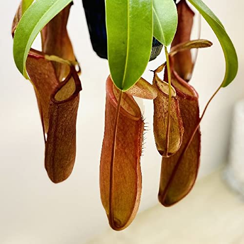 Amazon.co.jp: 希少品種 観葉植物 食虫植物：ウツボカズラ ネペンテス
