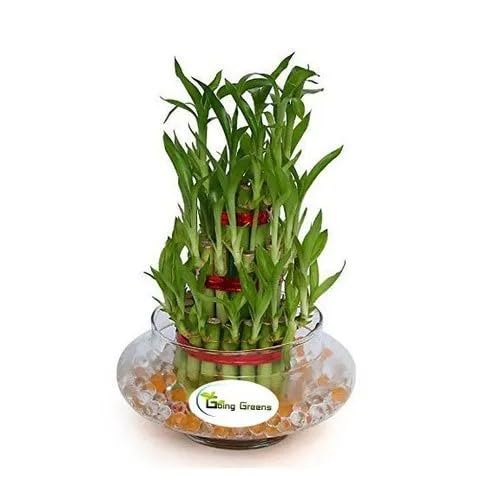 Lucky Bamboo seeds (38 per pack) (B0CW1WNY1Y) Amazon Price History, Amazon Price Tracker