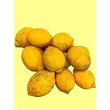 (訳あり品) 無農薬 レモン２.０kg ゼロ防虫剤 ゼロ除草剤 ゼロ防腐剤 ゼロ防カビ剤 ノーワックス 【10月〜グリーンレモン お手元へ】 専用化粧箱 国産 安全重視の贈答品 Lemon れもん