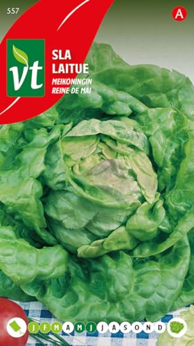 Lechuga Reina de Mayo Semillas - Lechuga de Primavera