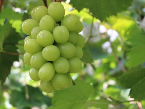 朝採り 樹上完熟シャインマスカット 約1kg 2房入り 戸田果樹園 愛媛県 西条市