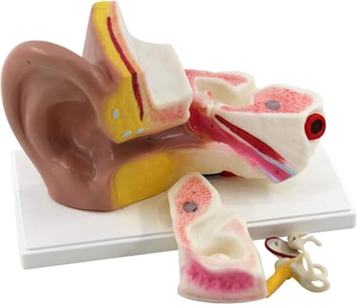 Modèle anatomique de l'oreille humaine moulé avec haute précision