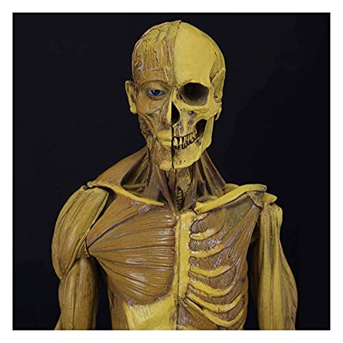 Human Anatomy Figure Human Musculoskeletal Anatomy Model Male Anatomy Figure Human Skeleton Anatomical Painting Model (Size : 60cm)