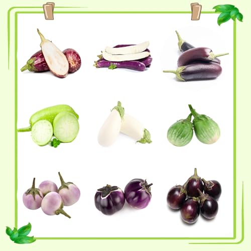 semi di melanzana varietà antiche, sul balcone biologici, resistenti 125pcs