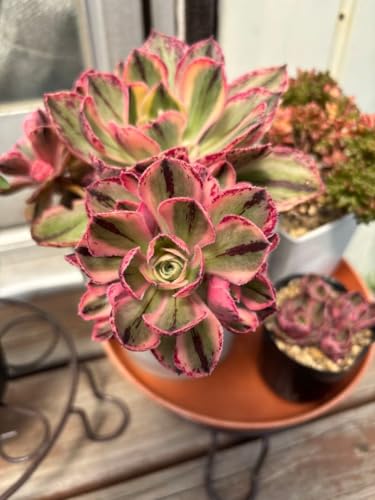 観葉植物 多肉植物 錦」の人気商品一覧 | 安い商品を通販サイトから