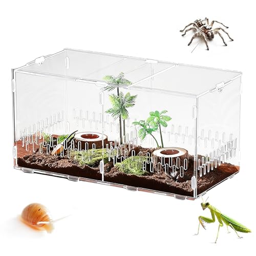 Enclos pour araignée sautante et décor naturel de sable sur votre bureau