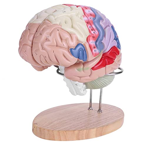 GOOBIX Dubbel hersenmodel, menselijk brein model,medische neurowetenschappen onderwijs met labels 2 keer levensgrootte anatomie model voor leren wetenschap klaslokaal studie display medisch model