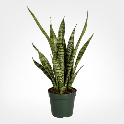 Snake Plant Live Indoor, Sansevieria Zeylanica Mother in Law Tongue, Fully Rooted Air Purifying Low Light Houseplant, 14-18in Tall, 4in Grow Pot