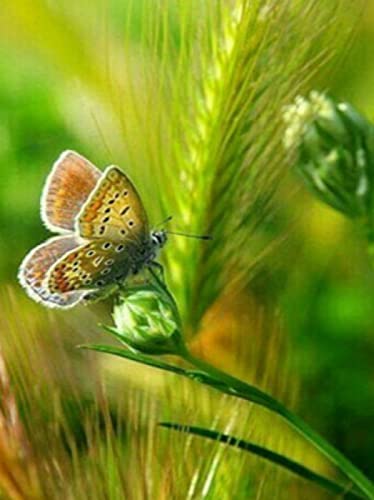 Peinture au diamant 5D kit complet papillon, idée cadeau DIY