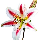 Easy to Grow Lilium Oriental Lily 'Playtime' Plant Bulbs (3 Pack) - Beautiful Tricolor Flowering Blooms in Spring to Summer Gardens