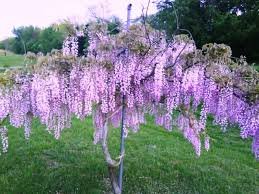 Amethyst Falls Wisteria Vine - Native, Not Aggressive- Repeat Bloomer - Attract Hummingbirds- Fragrant 8 Inch Lilac Blooms 2 - Year Plant #TOP3