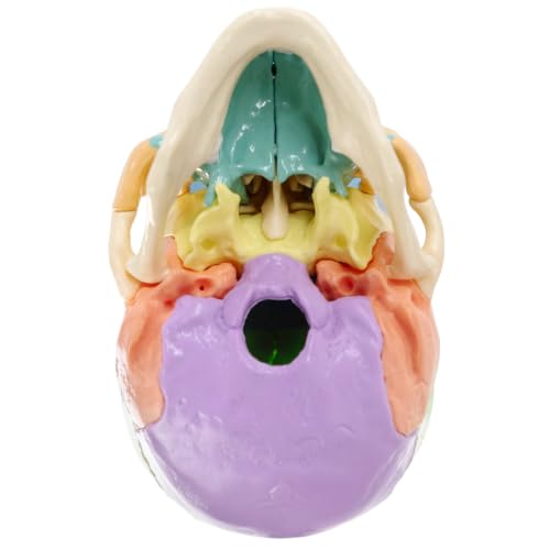 Image of New Anatomy Skull Model 15 Parts Human Color Exploded Skull Detachable | Mini Palm-Sized, Medical Dental Clinic Teaching Equipment, Learning with Color Study Manual