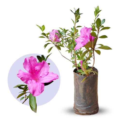 Muda de Azaleia Rosa Ideal Para Florir em Jardim