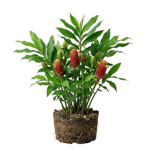 Live Ginger Shampoo Plant Hawaiian Shampoo Ginger Awapuhi Zingiber Zerumbet Red Lily Gingers Roots with Stems 5-8 Inch Tall
