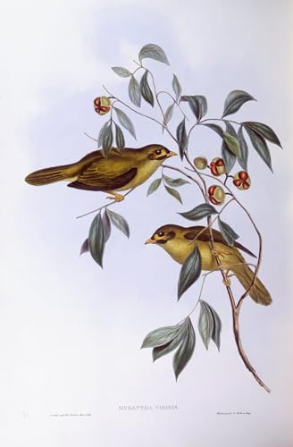 Cuadro de lienzo de pájaro de John Gould SERENDIPITP para decoración de salón de 60x90cm