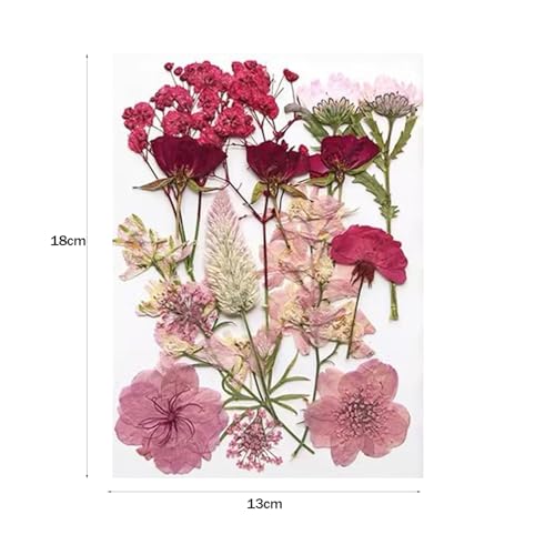 Arcjunys Gepresste Blumen Getrocknete Blumen Trockenblumen zum Basteln Getrocknete Blüten Dried Pressed Flowers für Kunst DIY Harz Scrapbooking Handwerk Karten Machen 16 Stück
