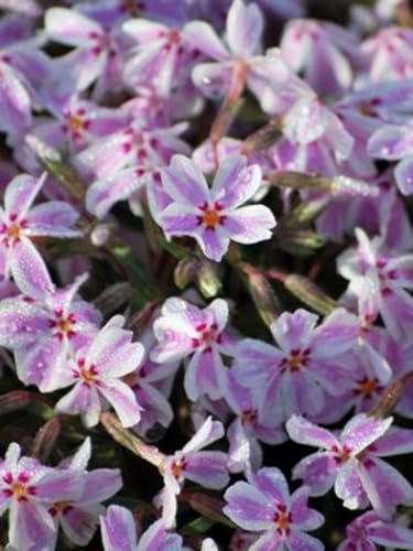 Perennial Farm Marketplace Phlox subulata 'Candy Stripes' (Moss Pinks) Perennial,