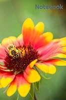 Notebook 1660137837 Book Cover